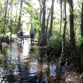 a group of people walking through cypress swamp