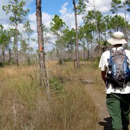 a man walking among cypress trees