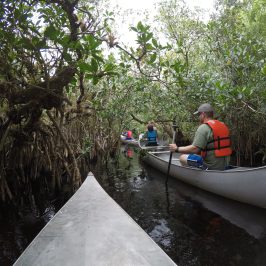 Mangrove tunnel