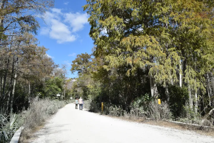 Two people walk along a tree-lined dirt path under a blue sky with clouds.