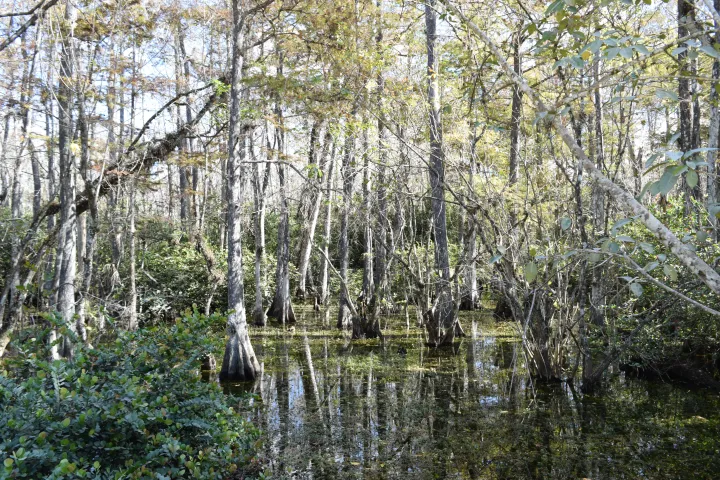 Dense swamp with tall trees and shallow water reflecting the forest.