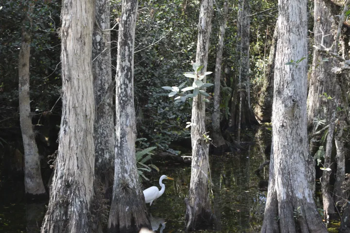 Egret standing in a swamp with tall trees and dense foliage.