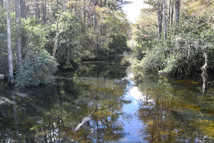 A calm river in a wooded area with trees reflected in the water, an alligator partially submerged.