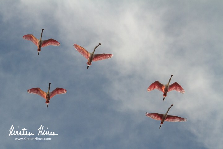 Six birds flying in a V formation against a cloudy sky.