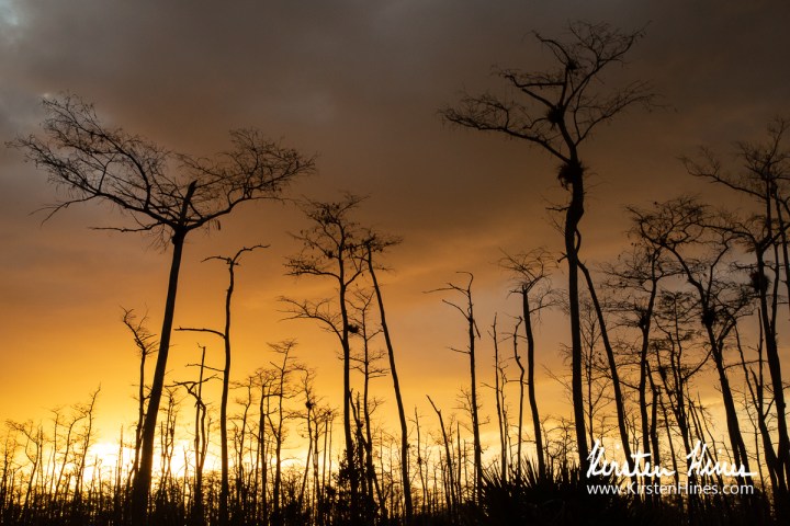 Silhouetted trees against a golden sunset sky with clouds.