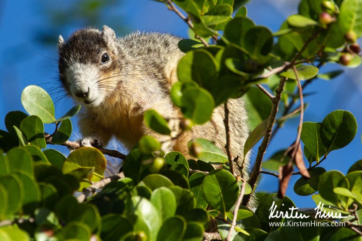 Squirrel perched on a tree branch with green leaves against a blue sky.