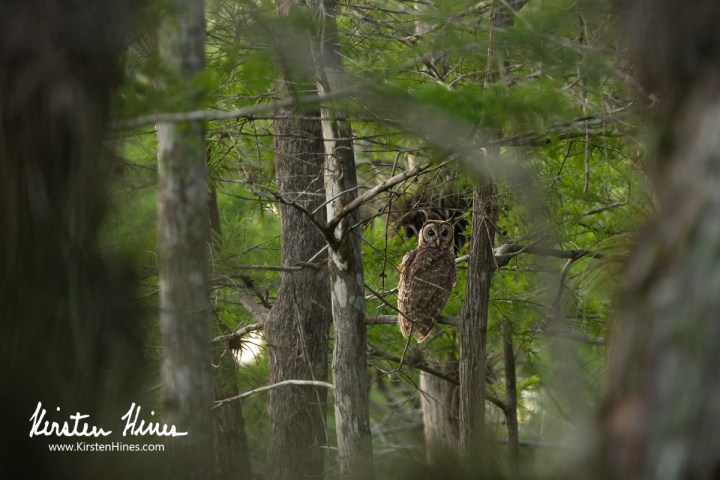 Owl perched on tree branch in a forest with dense green foliage.