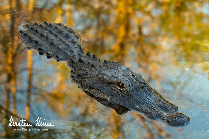 Alligator partially submerged in reflective water with visible ripples.