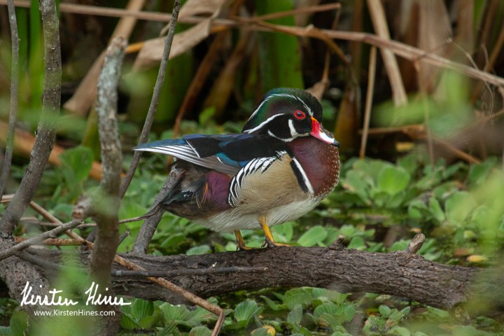 A colorful duck perched on a branch over water with green plants.