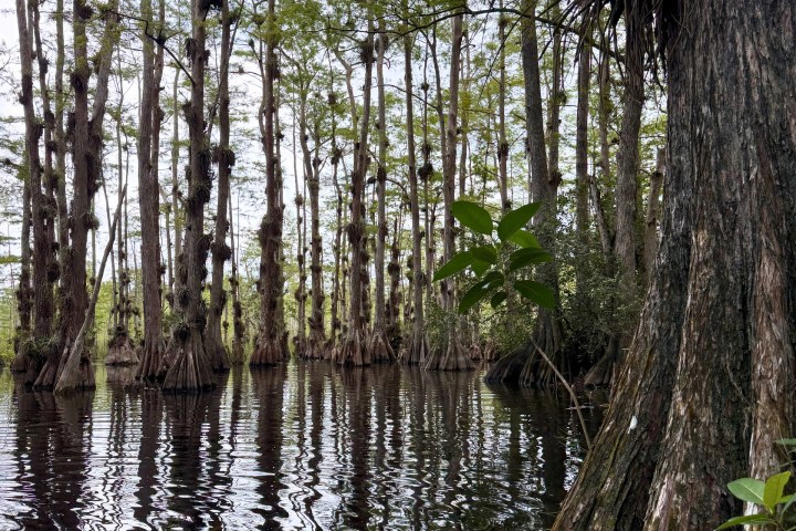 Swamp with tall, thin trees and calm water reflecting the forest scene.