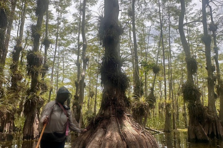 Person wading in swamp with tall trees and water plants.